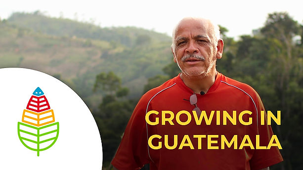 Growing in Guatemala